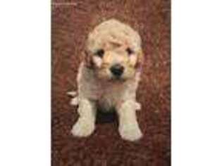 Goldendoodle Puppy for sale in Cairo, NE, USA