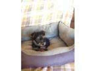 Yorkshire Terrier Puppy for sale in Blacksburg, SC, USA
