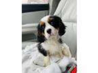Cavalier King Charles Spaniel Puppy for sale in Marlton, NJ, USA