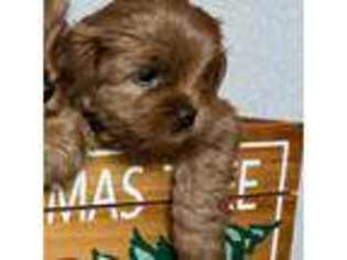 Australian Labradoodle Puppy for sale in Slinger, WI, USA