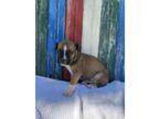Boerboel Puppy for sale in College Station, TX, USA