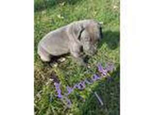 Great Dane Puppy for sale in Odon, IN, USA