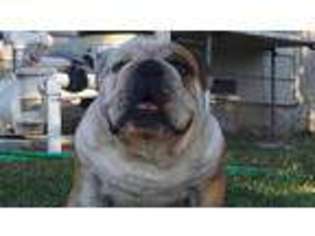Bulldog Puppy for sale in Rhome, TX, USA