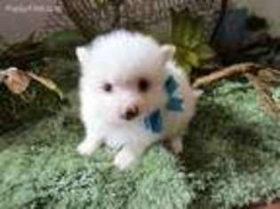 Pomeranian Puppy for sale in Duncan, OK, USA