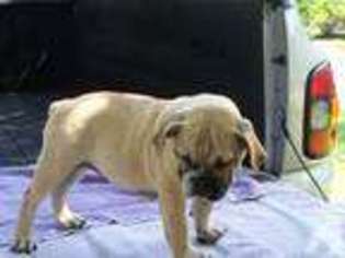 Bulldog Puppy for sale in WALDO, FL, USA