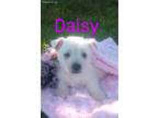 West Highland White Terrier Puppy for sale in Reinholds, PA, USA