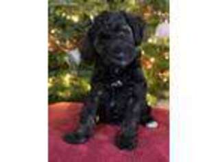 Schnoodle (Standard) Puppy for sale in Middlesex, NY, USA