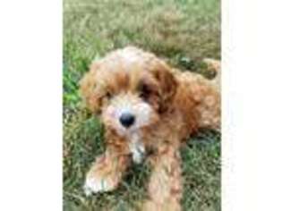 Cavapoo Puppy for sale in Unionville Center, OH, USA