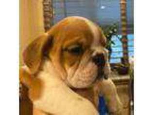 Bulldog Puppy for sale in Colorado Springs, CO, USA