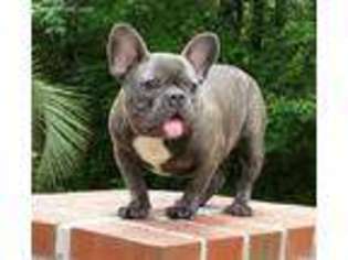 French Bulldog Puppy for sale in Petal, MS, USA