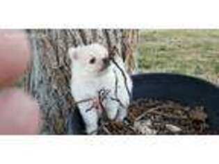 Pomeranian Puppy for sale in Amarillo, TX, USA