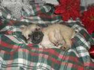 Pug Puppy for sale in Deerfield, MO, USA