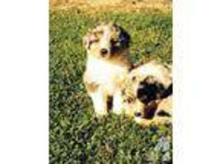 Australian Shepherd Puppy for sale in PLACERVILLE, CA, USA
