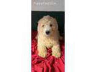 Goldendoodle Puppy for sale in East Bridgewater, MA, USA