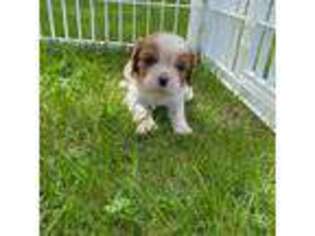 Cavalier King Charles Spaniel Puppy for sale in Algona, IA, USA