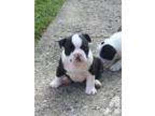 Bulldog Puppy for sale in GREENFIELD, IN, USA