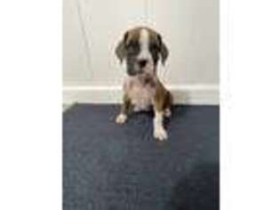 Boxer Puppy for sale in Middlebury, IN, USA