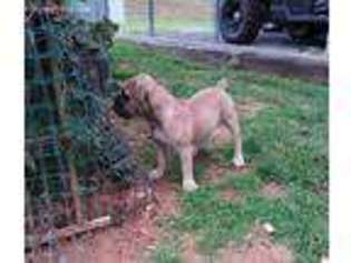 Olde English Bulldogge Puppy for sale in Laurel Fork, VA, USA
