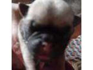 Pug Puppy for sale in Purgitsville, WV, USA