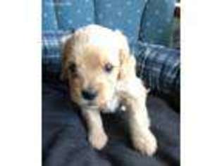 Cavapoo Puppy for sale in Sardinia, OH, USA