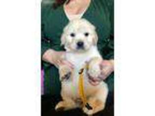 Golden Retriever Puppy for sale in Garrison, MT, USA