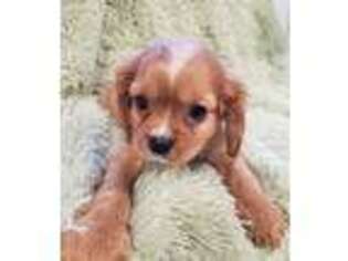 Cavalier King Charles Spaniel Puppy for sale in Galivants Ferry, SC, USA