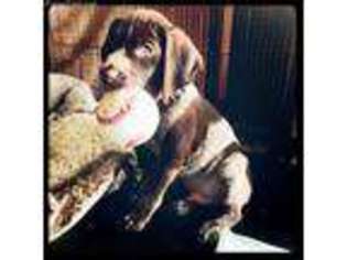 German Shorthaired Pointer Puppy for sale in Corona, CA, USA