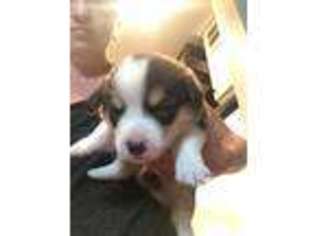 Pembroke Welsh Corgi Puppy for sale in Altamont, UT, USA