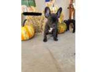 French Bulldog Puppy for sale in Keyes, CA, USA