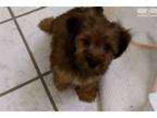 Yorkshire Terrier Puppy for sale in San Antonio, TX, USA