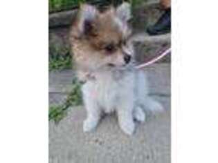 Pomeranian Puppy for sale in Shelton, CT, USA