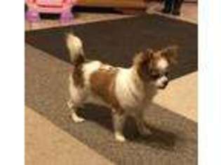 Chihuahua Puppy for sale in Avery, TX, USA