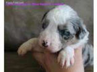 Border Collie Puppy for sale in Beckley, WV, USA