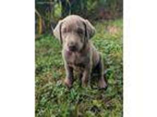 Labrador Retriever Puppy for sale in Dallas Center, IA, USA