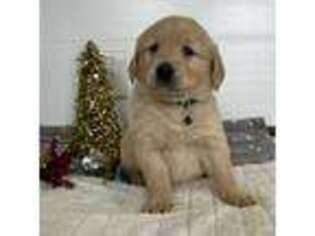 Golden Retriever Puppy for sale in Warsaw, NY, USA
