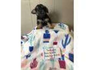 Yorkshire Terrier Puppy for sale in Roanoke, IL, USA
