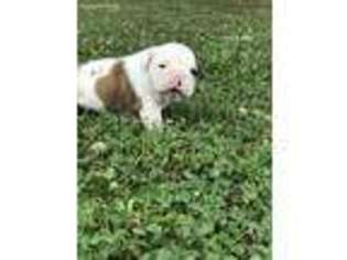 Bulldog Puppy for sale in Horton, AL, USA