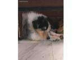 Collie Puppy for sale in Sidney, ME, USA