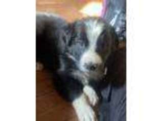 Border Collie Puppy for sale in Darlington, MD, USA