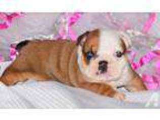 Bulldog Puppy for sale in KEMP, TX, USA