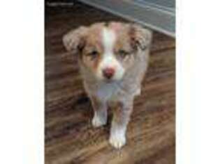 Miniature Australian Shepherd Puppy for sale in Griffin, GA, USA