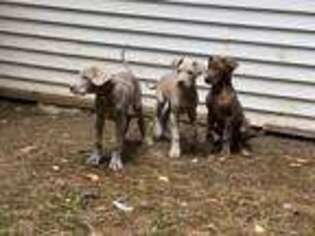 Great Dane Puppy for sale in Mount Pocono, PA, USA