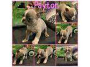 Boston Terrier Puppy for sale in Winchester, VA, USA