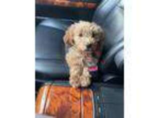 Goldendoodle Puppy for sale in Pasadena, CA, USA