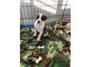 Boxer Puppy for sale in Ault, CO, USA