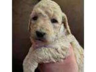 Goldendoodle Puppy for sale in Whitingham, VT, USA