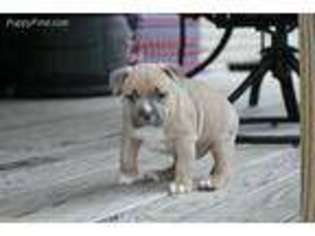 Mutt Puppy for sale in Richmond, KY, USA