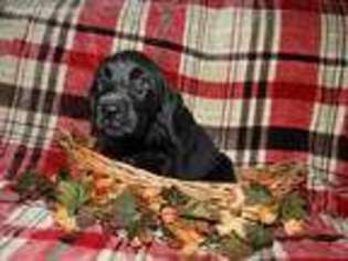 Labrador Retriever Puppy for sale in Kunkletown, PA, USA
