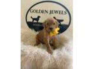 Goldendoodle Puppy for sale in Choudrant, LA, USA