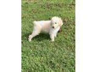 Goldendoodle Puppy for sale in Canton, GA, USA